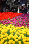FlowShow2008045