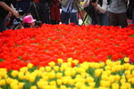 FlowShow2008048