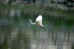 DSC_3471e