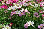 04380037