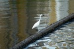 DSC_0947e