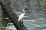 DSC_0968e
