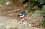 DSC_8145e