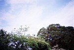 clover_cc_1035219750