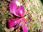 clover_cc_1043767189