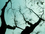 clover_cc_1043767292