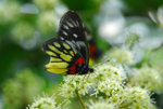 image0001
