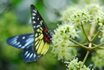 image0003