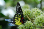 image0004