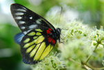 image0005