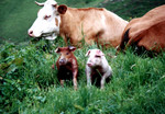 SwissPig