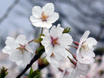 DSCN1593