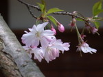 DSCN1737