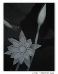 lotus01