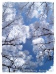 trees1