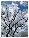 trees2