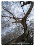 trees3
