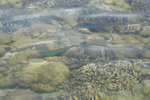 image0013