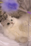 image0001