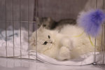 image0002