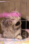 image0011
