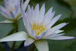 image0003