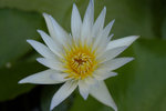 image0004