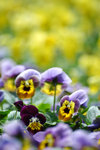 image0003