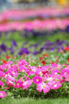 image0005