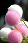 image0007