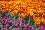 image0013