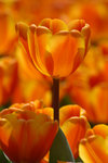 image0025
