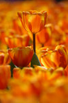 image0026