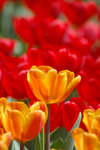 image0030