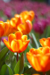 image0048