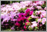 azalea1