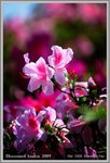 azalea2