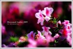 azalea3