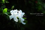 azalea4