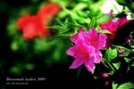 azalea5