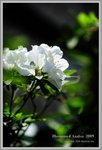 azalea6
