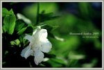 azalea7
