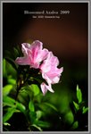 azalea8