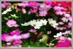 flower1