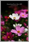 flower10