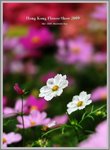flower2