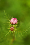 flower2009