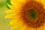 flower2009_01