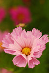 flower2009_02