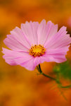 flower2009_03